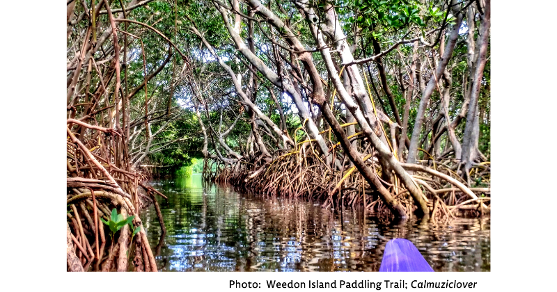 Paddling Trails at Weedon Island Preserve